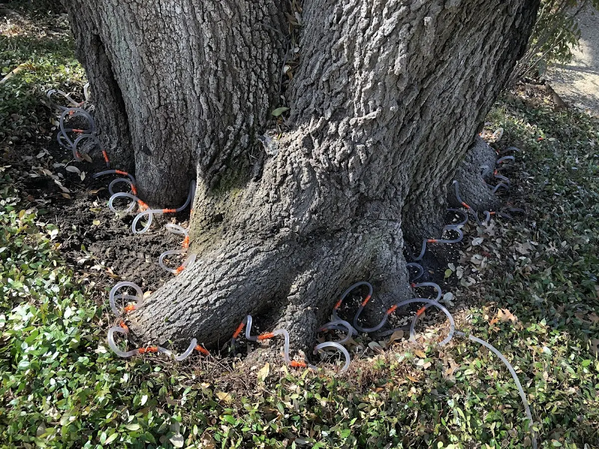 Detailed Tree Cabling and Bracing job site in Oglesby